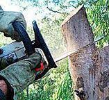 How Our Tree Care Process Works  in  Ocean Grove, MA