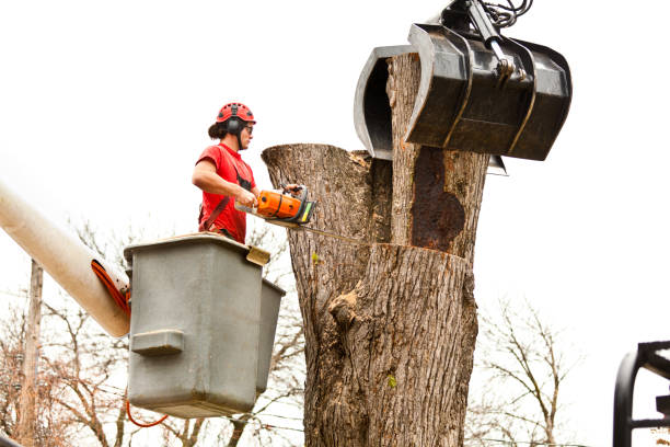 Professional Tree Care in Ocean Grove, MA